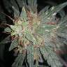 семена конопли для посадки купить Auto Cheesy feminised Philosopher Seeds семена конопли для посадки купить Auto Cheesy feminised Philosopher Seeds