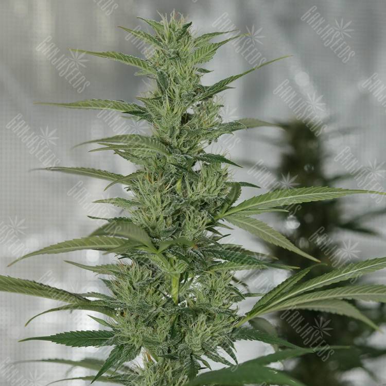 семена конопли в фирменной упаковке Royal Medic CBD feminised Royal Queen