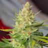 семена конопли интернет магазин Wild Rose feminised Sweet Seeds