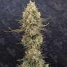 Critical Jack fem лучший выбор семян конопли для опытных Critical Jack fem лучший выбор семян конопли для опытных