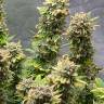 Water Lilly feminised Ganja Seeds Water Lilly feminised Ganja Seeds