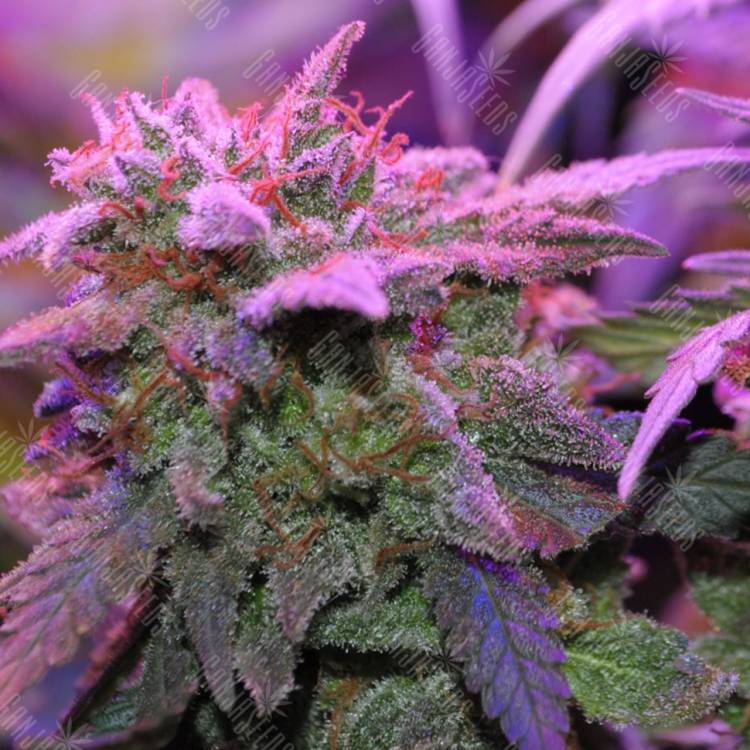 семена конопли элитных сортов Critical Sensi Star feminised семена конопли элитных сортов Critical Sensi Star feminised