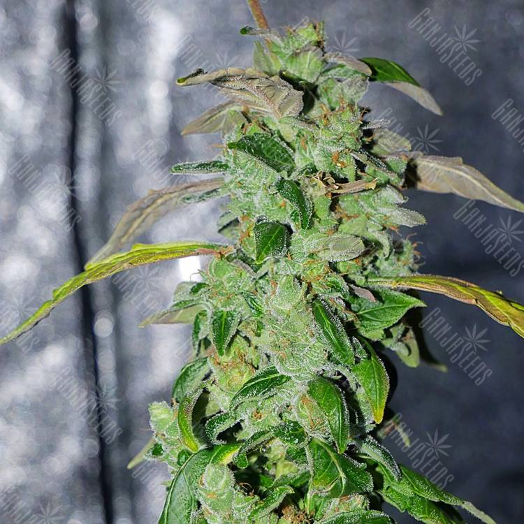 семена конопли в оригинальных упаковках Massive Haze feminised семена конопли в оригинальных упаковках Massive Haze feminised