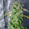 семена конопли в оригинальных упаковках Massive Haze feminised семена конопли в оригинальных упаковках Massive Haze feminised