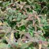 семена конопли для выращивания Far Out feminised Mandala Seeds
