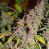 семена конопли для курения Far Out feminised Mandala Seeds
