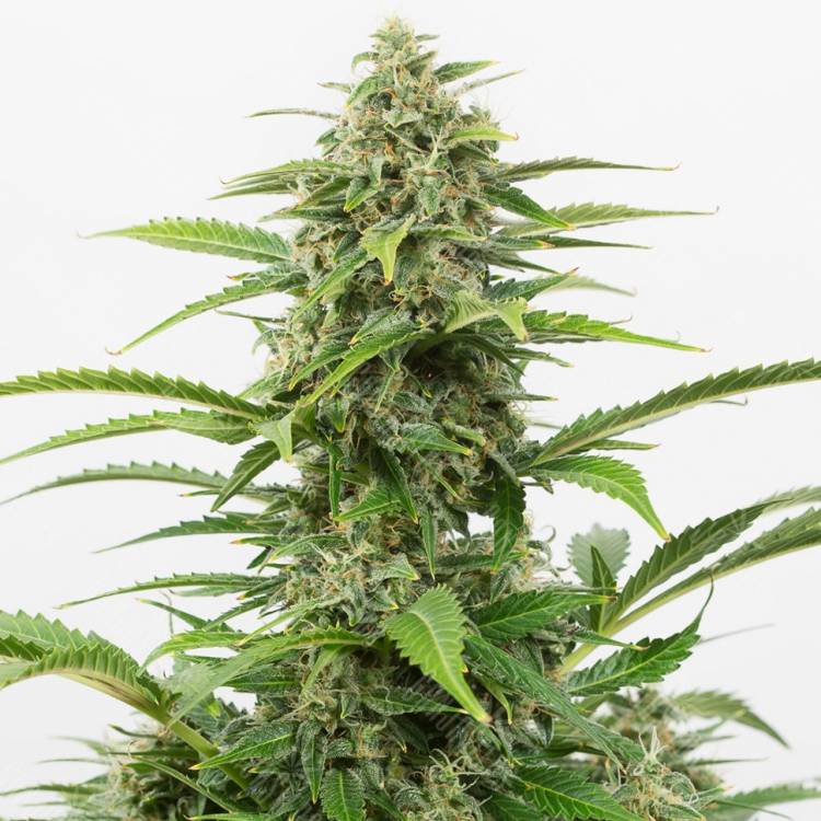 Auto Beshbarmak feminised Bang Seeds Auto Beshbarmak feminised Bang Seeds