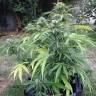 заказать на сайте семена конопли Auto Beshbarmak feminised Bang Seeds заказать на сайте семена конопли Auto Beshbarmak feminised Bang Seeds