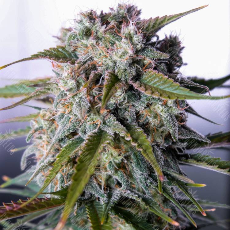 где можно заказать семена конопли Auto Tangie'matic feminised Fast Buds где можно заказать семена конопли Auto Tangie'matic feminised Fast Buds