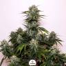 конопля семена сорта заказать Auto Tangie'matic feminised Fast Buds конопля семена сорта заказать Auto Tangie'matic feminised Fast Buds