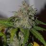 семена конопли курьером Auto Tangie'matic feminised Fast Buds семена конопли курьером Auto Tangie'matic feminised Fast Buds