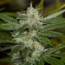 семена конопли для посадки купить Chemdawg regular Humboldt Seeds