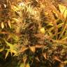 семена каннабиса Auto Brooklyn Sunrise feminised Ganja Seeds семена каннабиса Auto Brooklyn Sunrise feminised Ganja Seeds