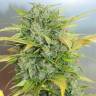 семена конопли автоцвет Auto White Russian #1 feminised Serious Seeds семена конопли автоцвет Auto White Russian #1 feminised Serious Seeds