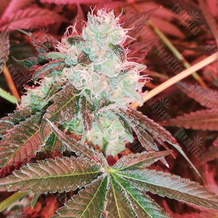 семена конопли феминизированные Do-Sweet-Dos feminised Sweet Seeds семена конопли феминизированные Do-Sweet-Dos feminised Sweet Seeds