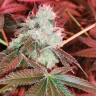 семена конопли феминизированные Do-Sweet-Dos feminised Sweet Seeds семена конопли феминизированные Do-Sweet-Dos feminised Sweet Seeds