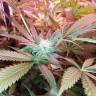 качественные семена конопли Do-Sweet-Dos feminised Sweet Seeds качественные семена конопли Do-Sweet-Dos feminised Sweet Seeds