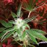 семена конопли в оригинальных упаковках Do-Sweet-Dos feminised Sweet Seeds семена конопли в оригинальных упаковках Do-Sweet-Dos feminised Sweet Seeds