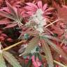 семена конопли недорого Do-Sweet-Dos feminised Sweet Seeds семена конопли недорого Do-Sweet-Dos feminised Sweet Seeds