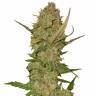 семена конопли элитных сортов Auto Pineapple Chunk feminised семена конопли элитных сортов Auto Pineapple Chunk feminised