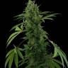 семена конопли для курения Auto Pineapple Chunk feminised семена конопли для курения Auto Pineapple Chunk feminised