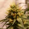 купить элитные семена конопли Auto Pineapple Chunk feminised купить элитные семена конопли Auto Pineapple Chunk feminised