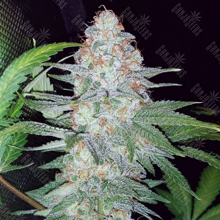 элитные семена конопли Auto Pineapple Chunk feminised элитные семена конопли Auto Pineapple Chunk feminised