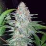элитные семена конопли Auto Pineapple Chunk feminised элитные семена конопли Auto Pineapple Chunk feminised