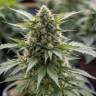 Auto Northern Lights x AK feminised Ganja Seeds Auto Northern Lights x AK feminised Ganja Seeds