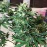 семена конопли для выращивания Auto Northern Lights x AK feminised семена конопли для выращивания Auto Northern Lights x AK feminised