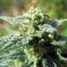 семена конопли элитных сортов Fruitylicious feminised Mandala Seeds семена конопли элитных сортов Fruitylicious feminised Mandala Seeds