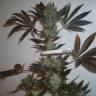 The Ultimate feminised Dutch Passion Seeds The Ultimate feminised Dutch Passion Seeds