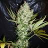 The Ultimate feminised Dutch Passion Seeds The Ultimate feminised Dutch Passion Seeds