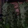 The Ultimate feminised Dutch Passion Seeds The Ultimate feminised Dutch Passion Seeds