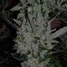 The Ultimate feminised Dutch Passion Seeds The Ultimate feminised Dutch Passion Seeds