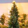 заказ семян конопли Спб Auto Lowryder #2 regular Doctors Choice заказ семян конопли Спб Auto Lowryder #2 regular Doctors Choice