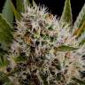семена конопли курьером Lithium OG Kush feminised Nirvana Seeds