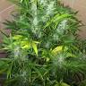 семена конопли в интернет магазине Ganja Seeds семена конопли в интернет магазине Ganja Seeds