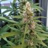 купить семена конопли Red Mandarine F1 Fast Version feminised Sweet Seeds купить семена конопли Red Mandarine F1 Fast Version feminised Sweet Seeds