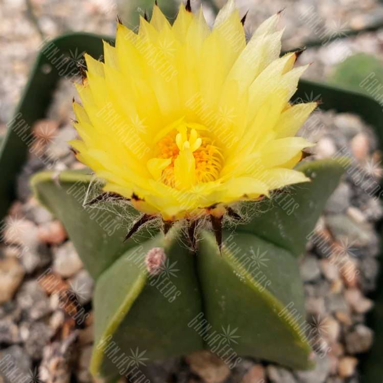 Семена кактуса Astrophytum myriostigma var. nudum Семена кактуса Astrophytum myriostigma var. nudum