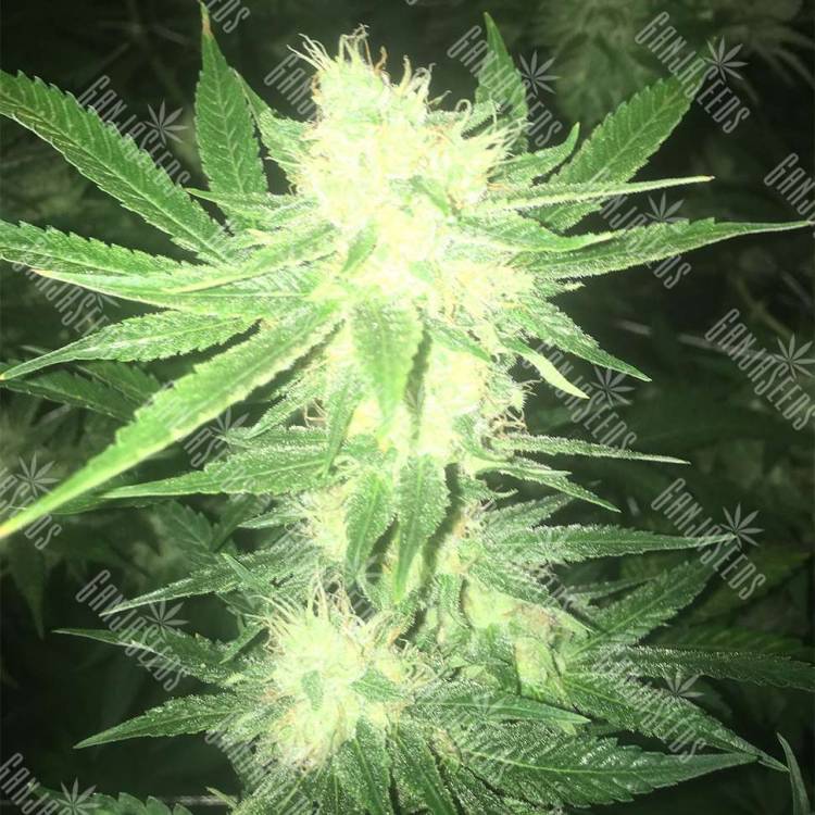 купить семена каннабиса от лучшего сидбанка Sage n Sour feminised Ganja Seeds купить семена каннабиса от лучшего сидбанка Sage n Sour feminised Ganja Seeds