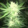 купить семена каннабиса от лучшего сидбанка Sage n Sour feminised Ganja Seeds купить семена каннабиса от лучшего сидбанка Sage n Sour feminised Ganja Seeds