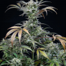 элитные семена конопли Auto Tropicana Cookies feminised элитные семена конопли Auto Tropicana Cookies feminised