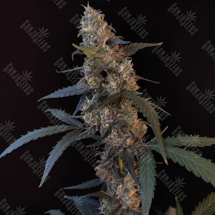 экзотические семена конопли Auto Tropicana Cookies feminised экзотические семена конопли Auto Tropicana Cookies feminised