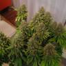 Качественные семена конопли White Widow feminised Ganja Seeds Качественные семена конопли White Widow feminised Ganja Seeds