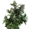 семена конопли сорта сатива White Widow feminised