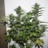 мощные семена конопли White Widow feminised