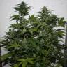 семена конопли в фирменной упаковке White Widow feminised