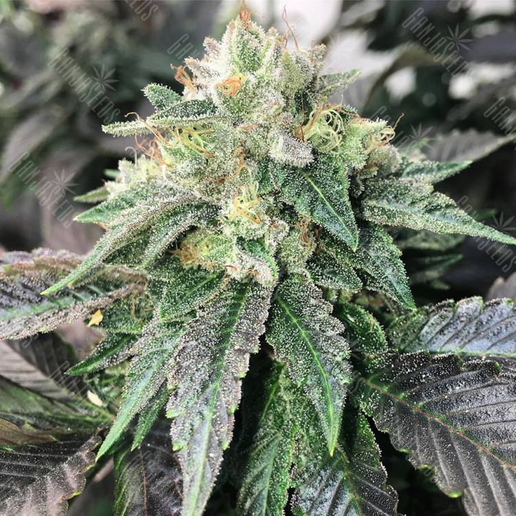 семена конопли в интернете Spaceman Skunk feminised семена конопли в интернете Spaceman Skunk feminised