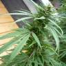 семена конопли дешево Purple Paro Valley feminised Mandala Seeds